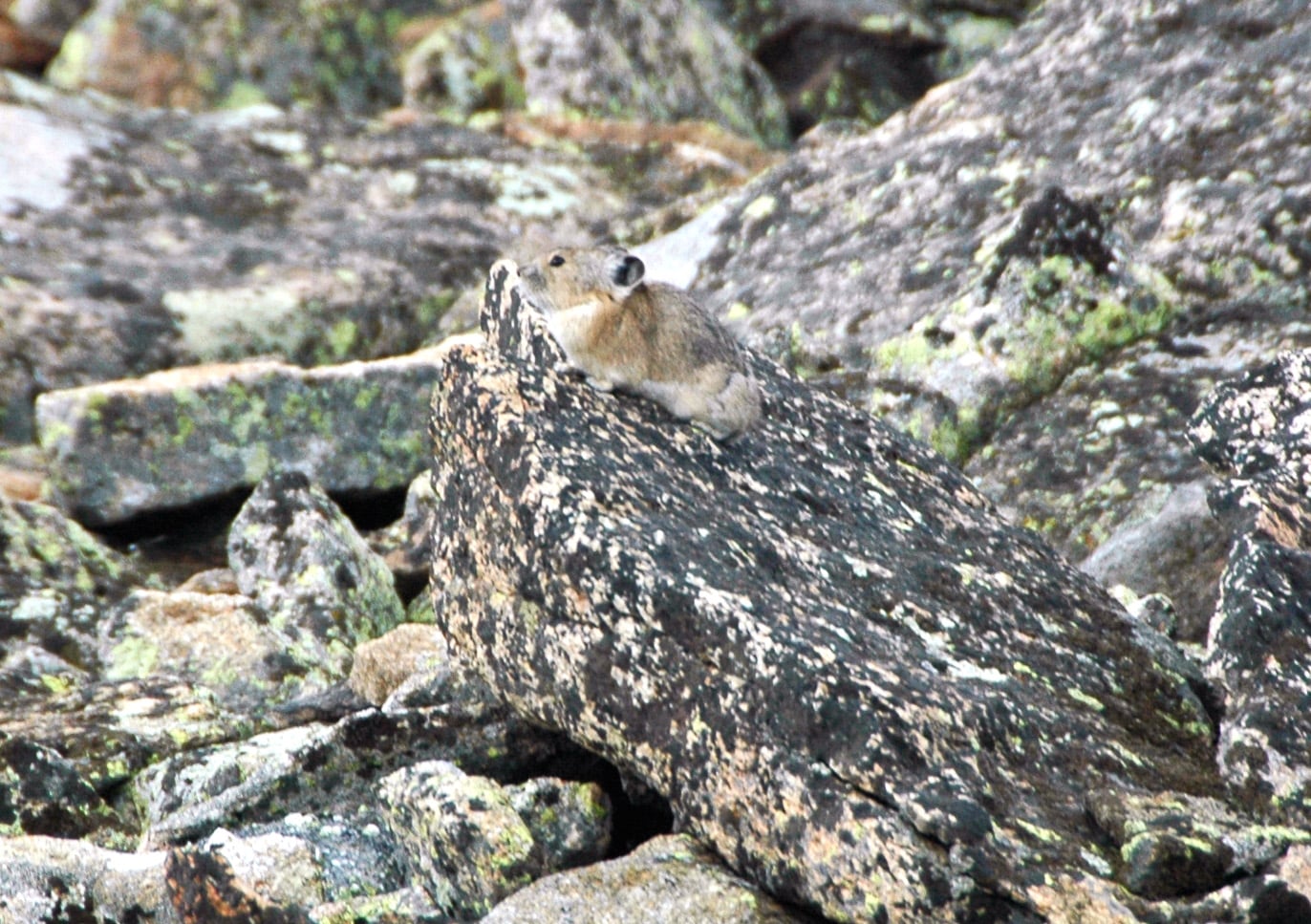 American pika perched atop a lichen-covered talus boulder