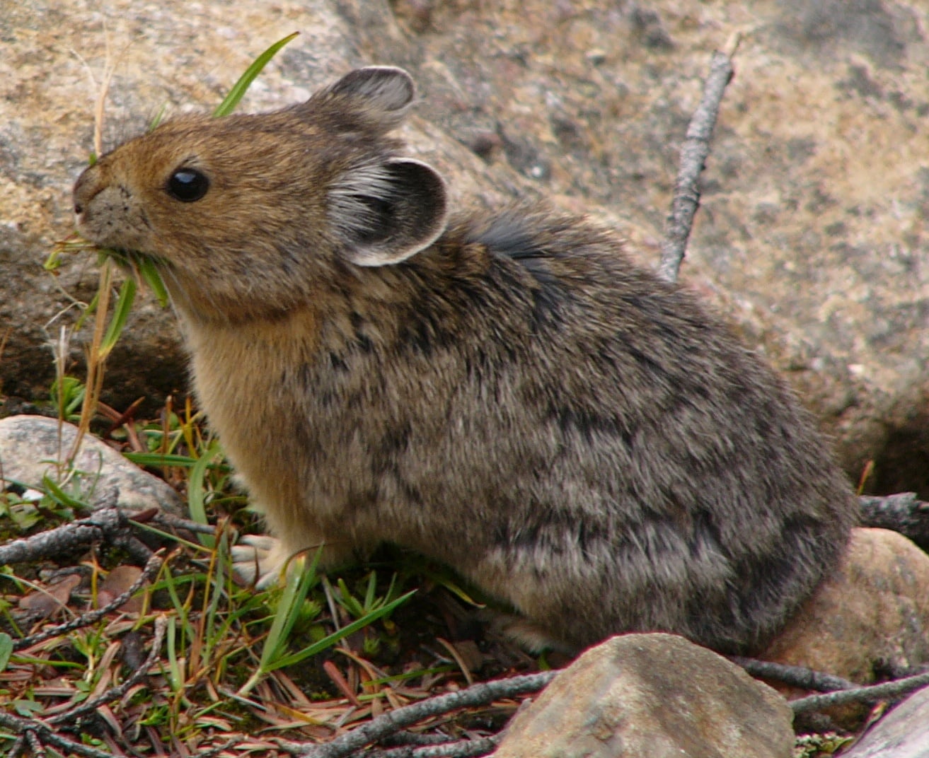 American pika standing on rock with a blade of grass in its mouth