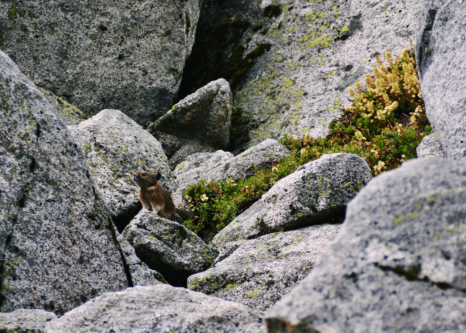 American pika camouflaged among granite talus boulders