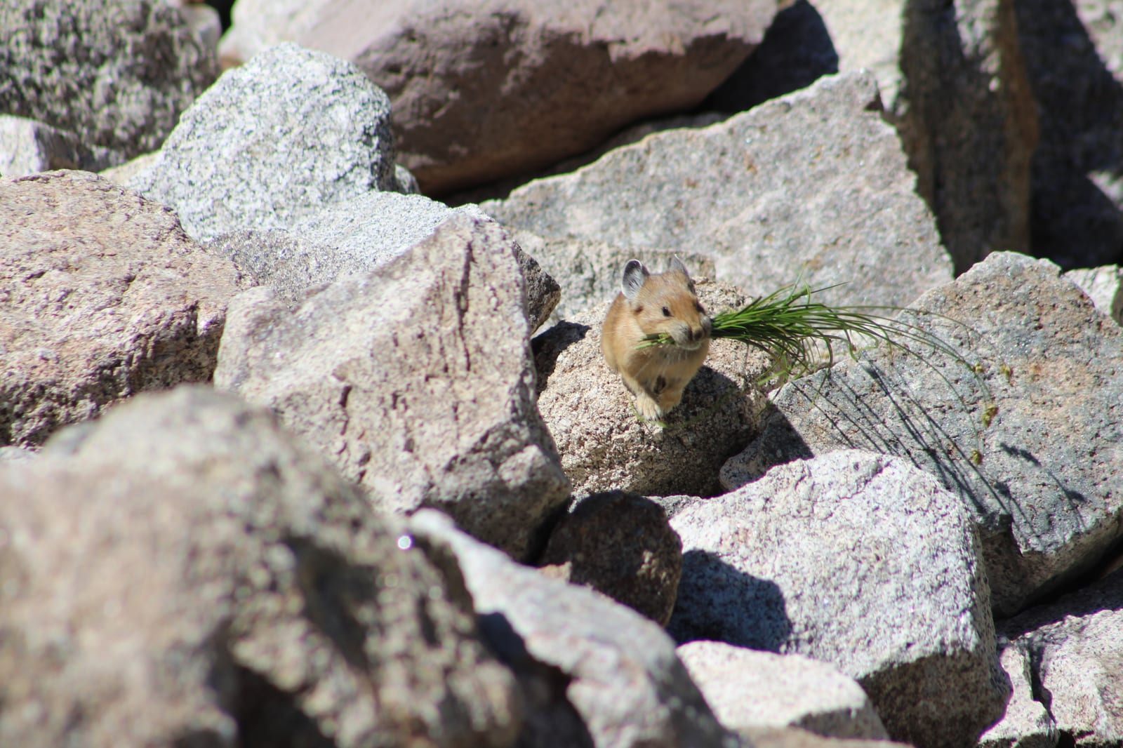 American pika hopping between rocks with a mouthful of grass