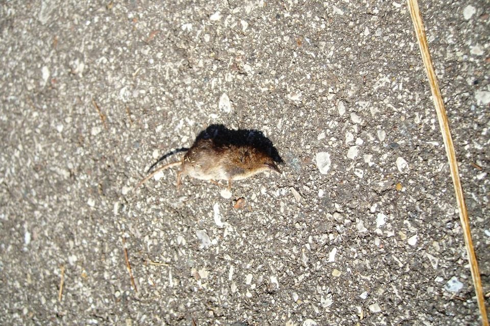 American pygmy shrew crossing an asphalt path