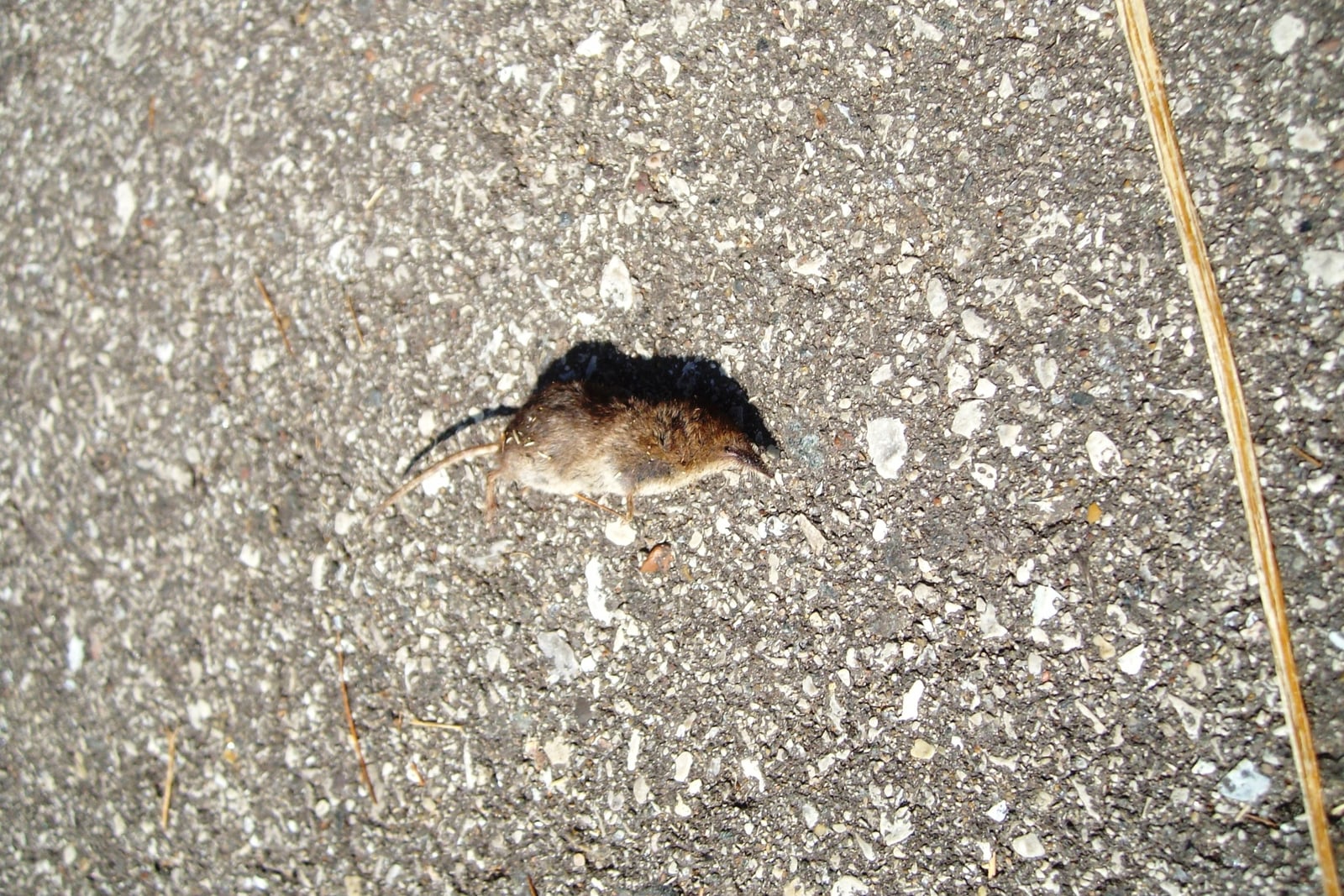 American pygmy shrew crossing an asphalt path