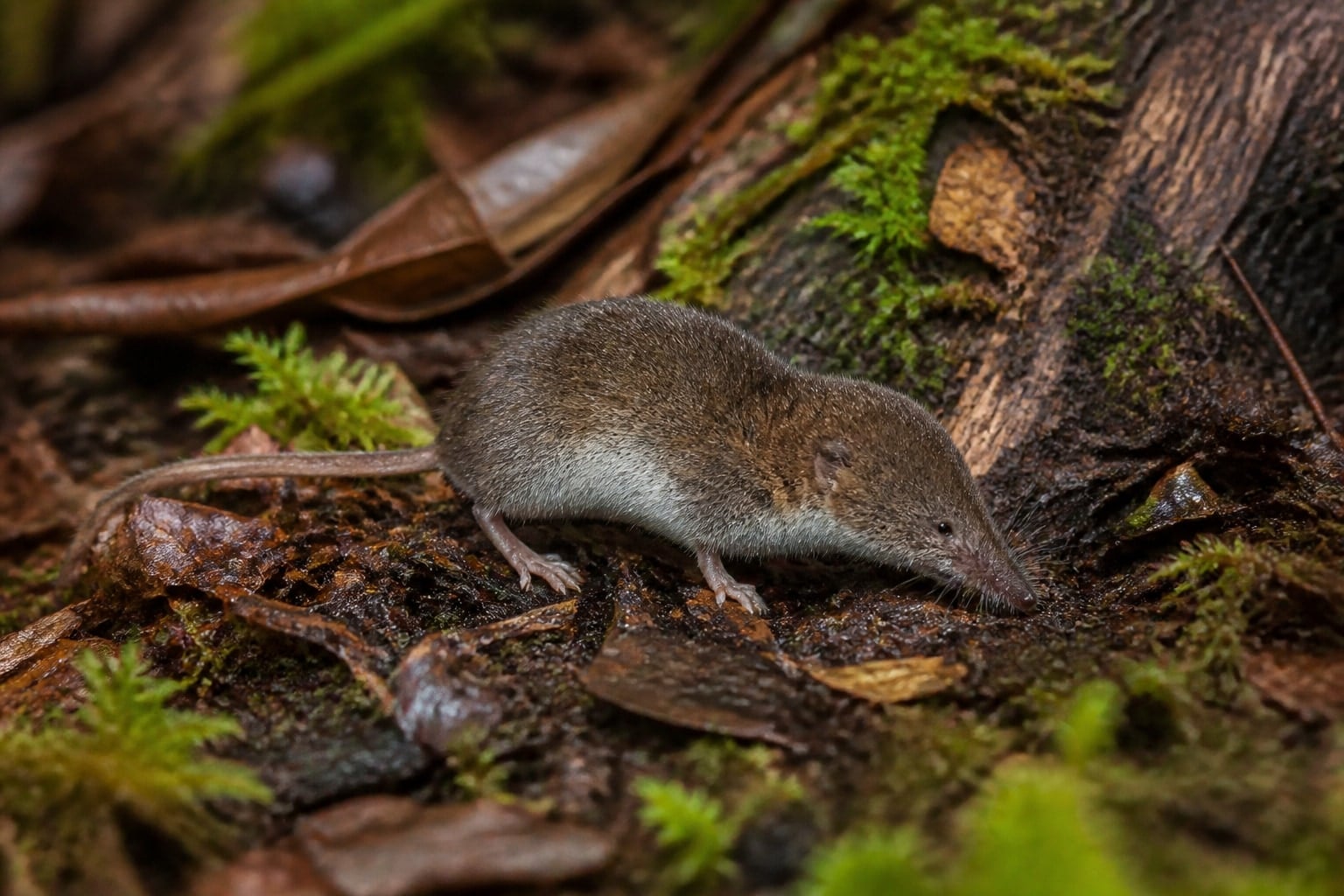 AI-generated image: American pygmy shrew foraging in damp forest leaf litter. No additional license-safe photograph of this species exists. This image was generated with AI from verified reference material and reviewed by our editorial team for accuracy
