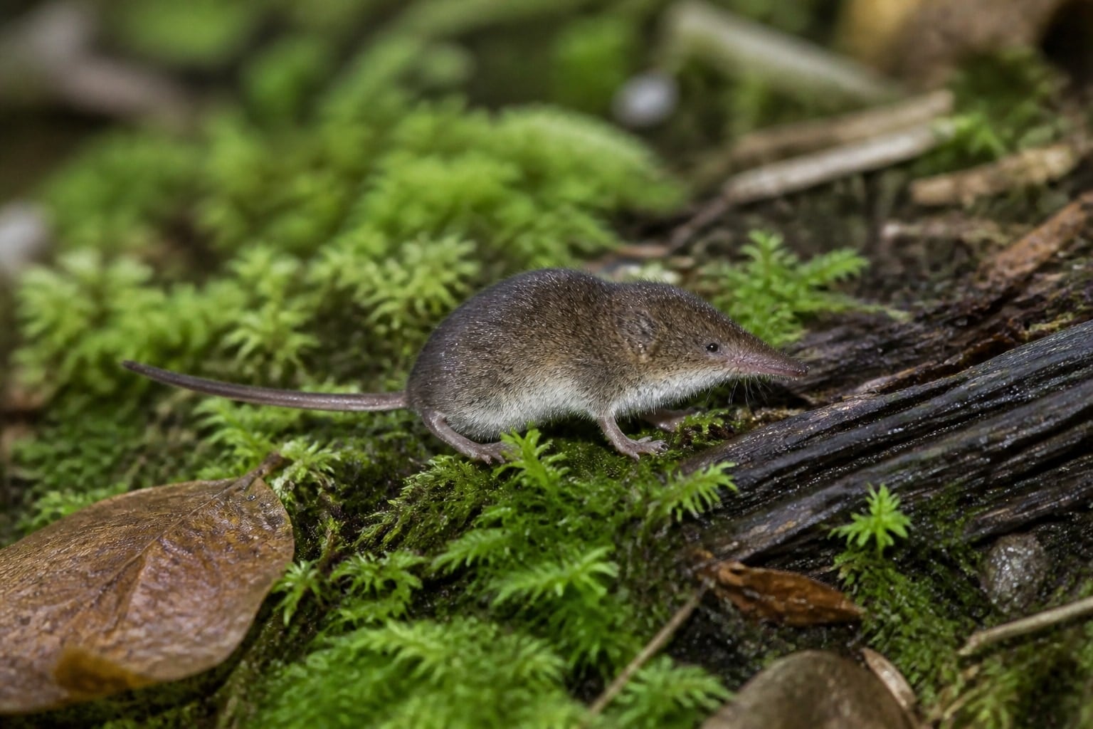AI-generated image: American pygmy shrew paused on green moss. No additional license-safe photograph of this species exists. This image was generated with AI from verified reference material and reviewed by our editorial team for accuracy