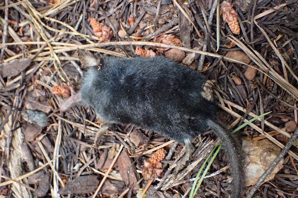 American shrewmole on conifer needles and leaf litter