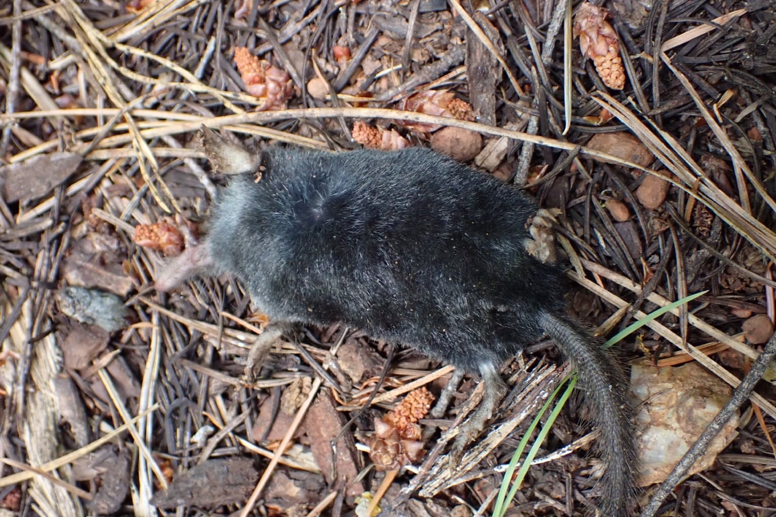 American shrewmole on conifer needles and leaf litter