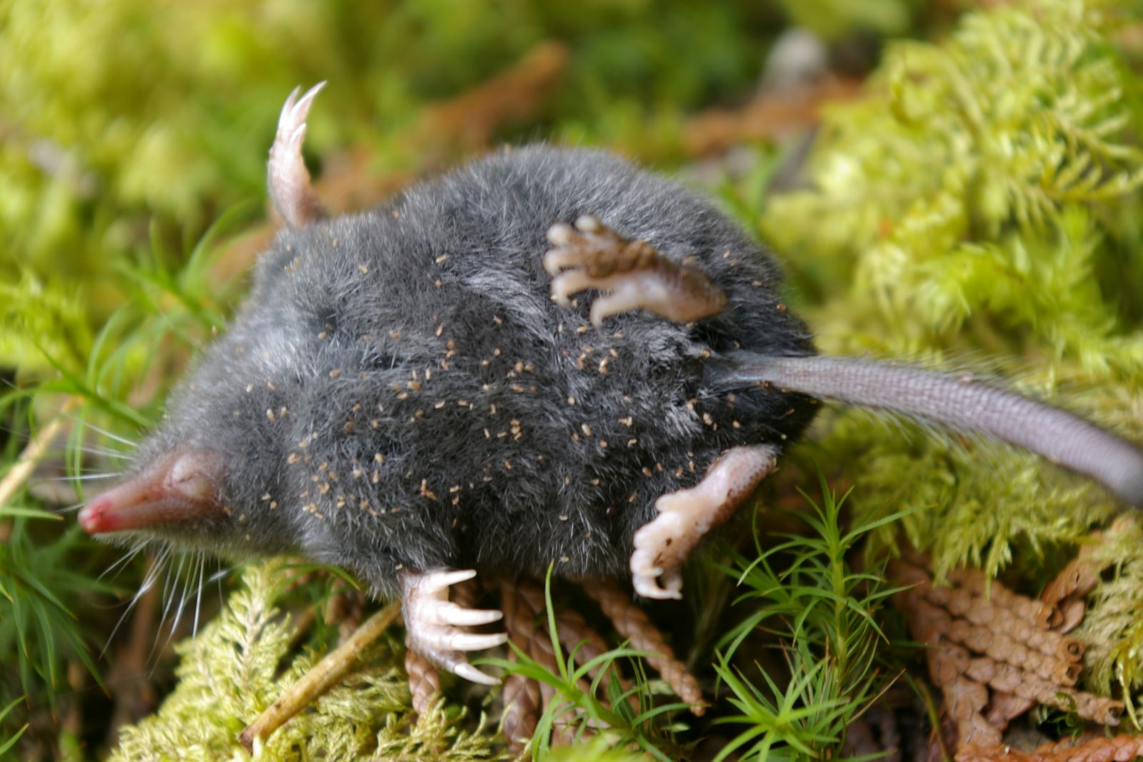American shrewmole on a mossy forest floor