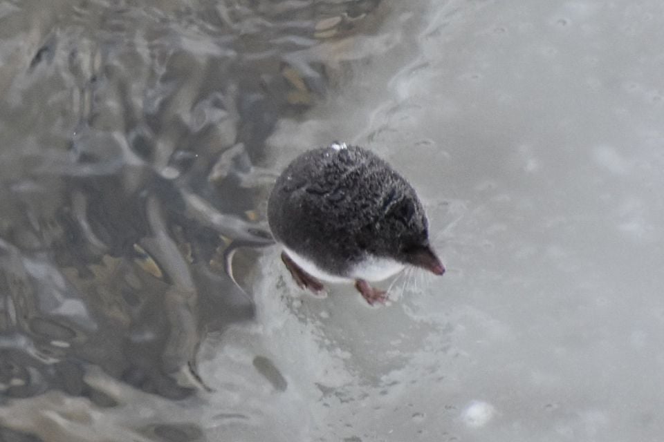 American water shrew swimming at the surface of a stream, seen from above