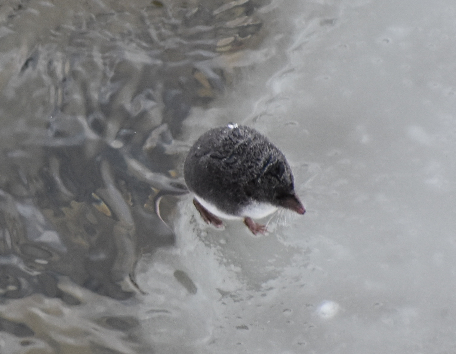 American water shrew swimming at the surface of a stream, seen from above