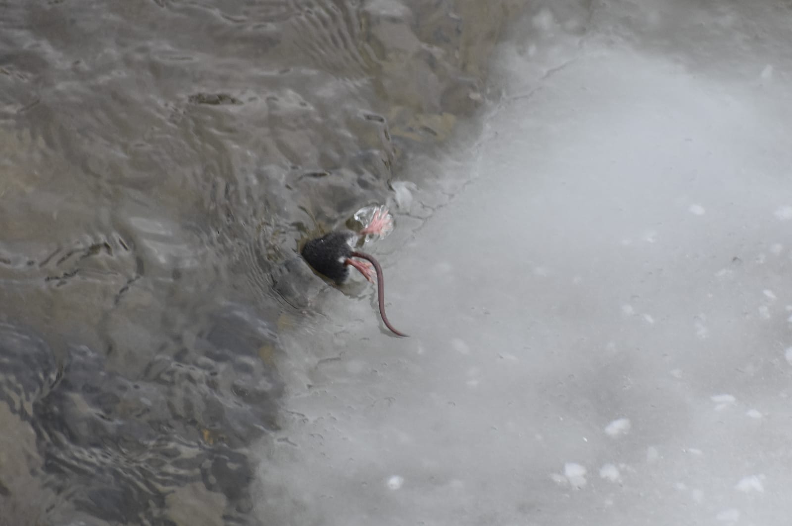 American water shrew swimming just below the surface of Pebble Creek