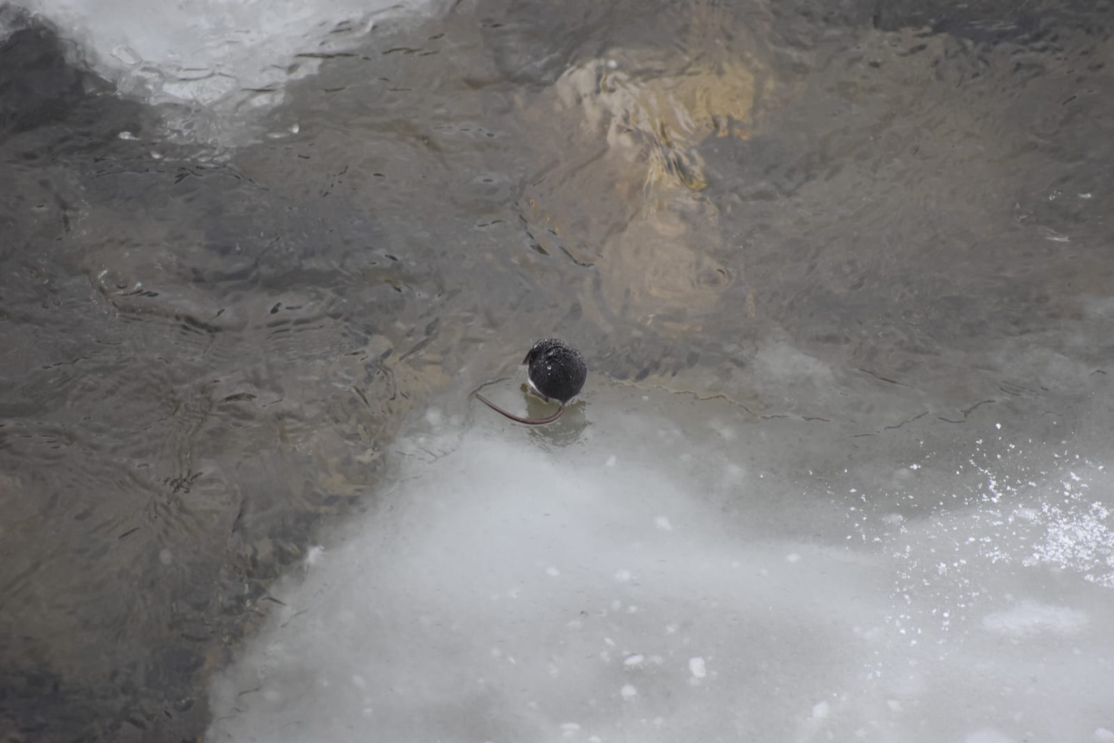 American water shrew paddling across a shallow, foam-edged stream