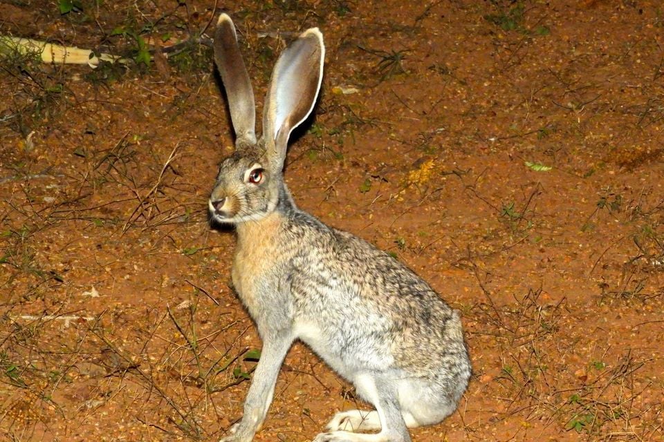 Antelope Jackrabbit (Lepus alleni)