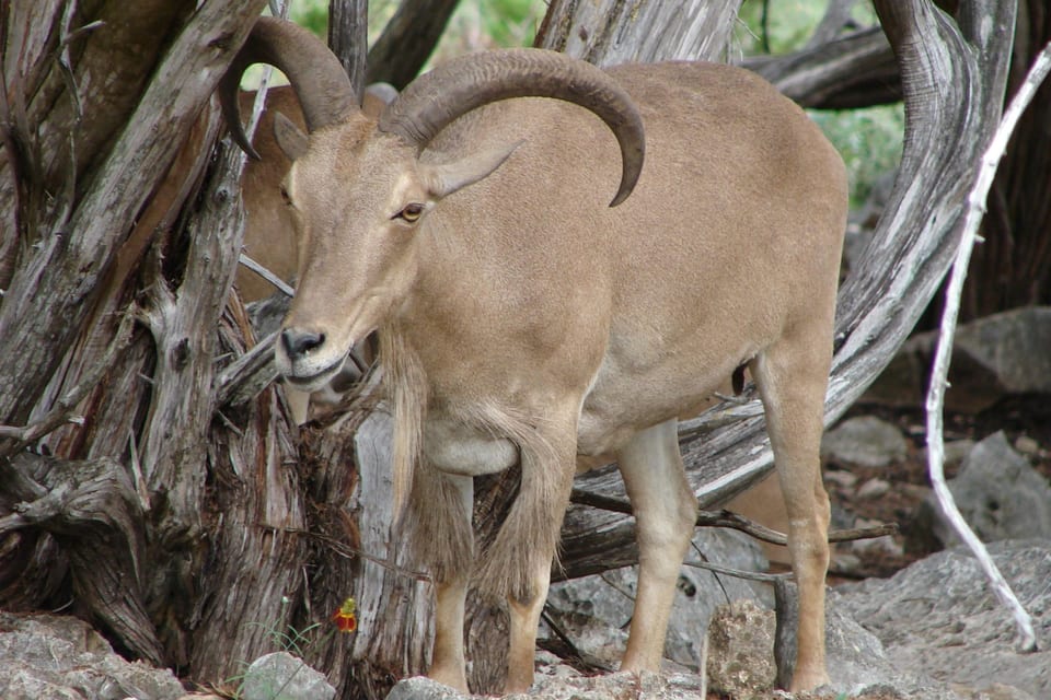 Wild aoudad standing among dry scrub and rocks with a long chest fringe