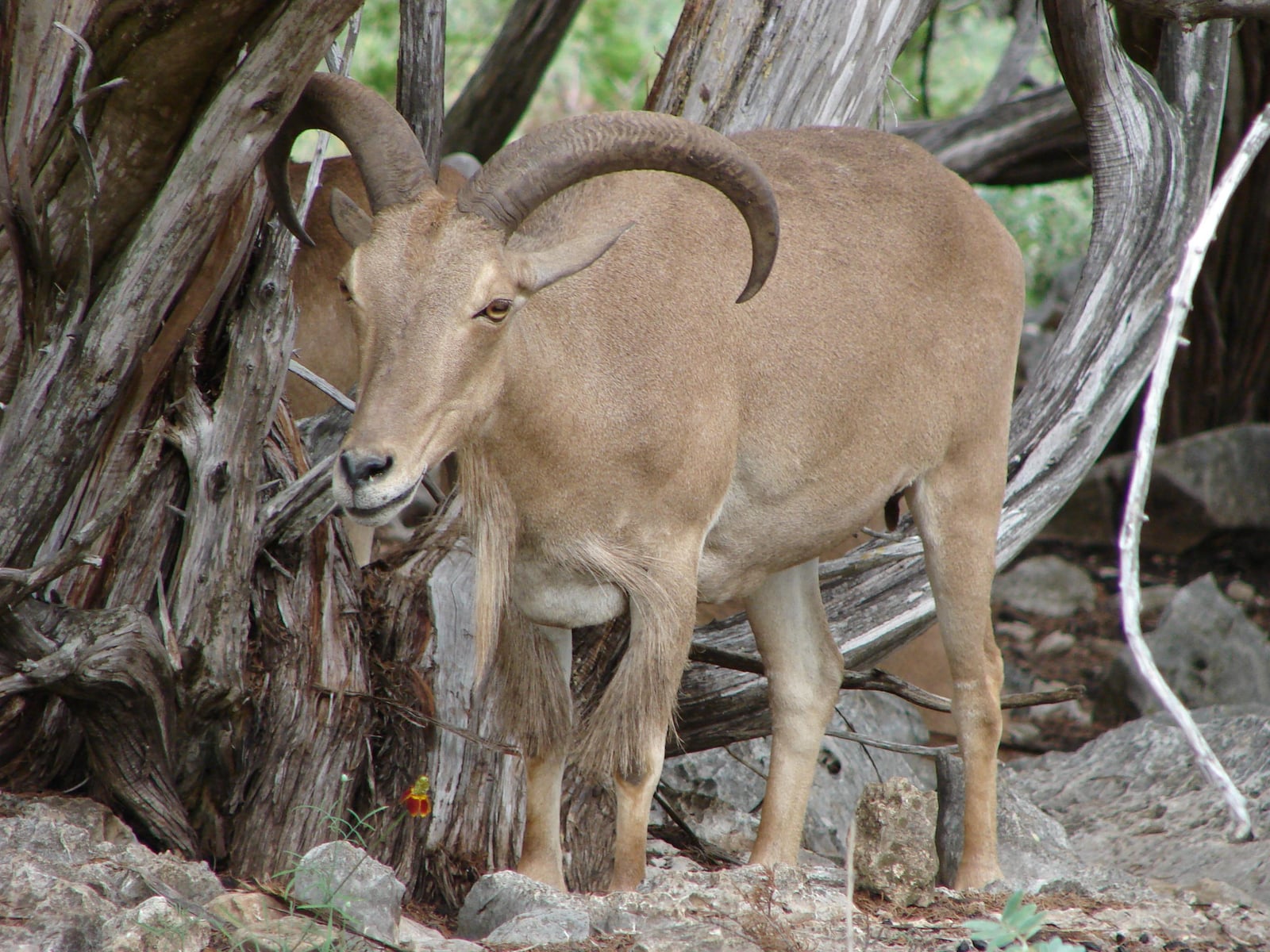 Wild aoudad standing among dry scrub and rocks with a long chest fringe
