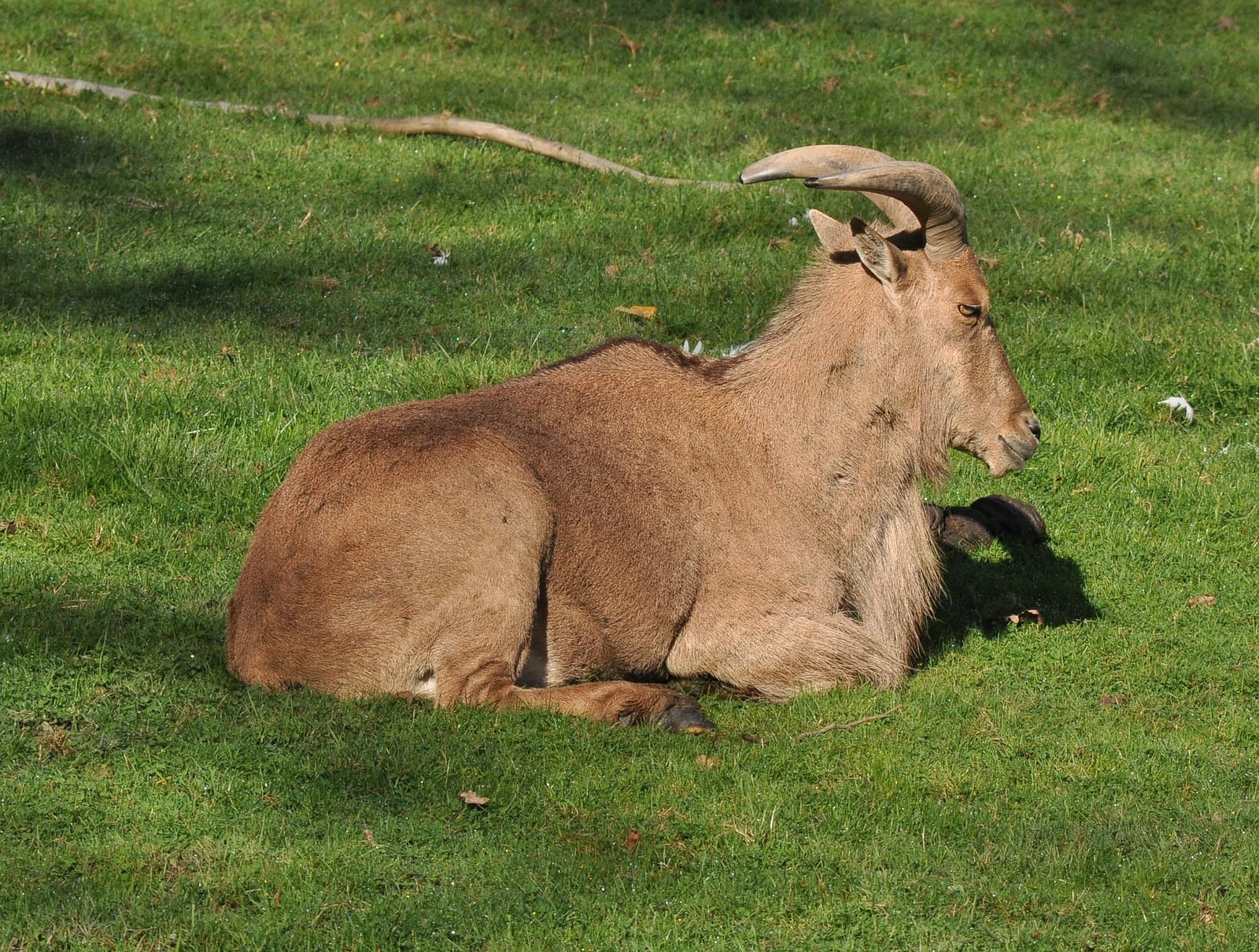 Aoudad resting on green grass with legs tucked
