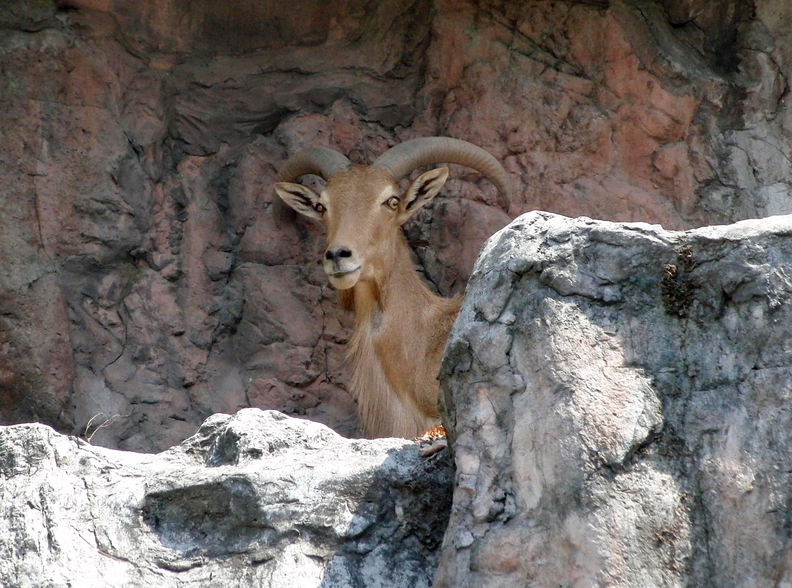Aoudad peering around a rock formation with backswept horns