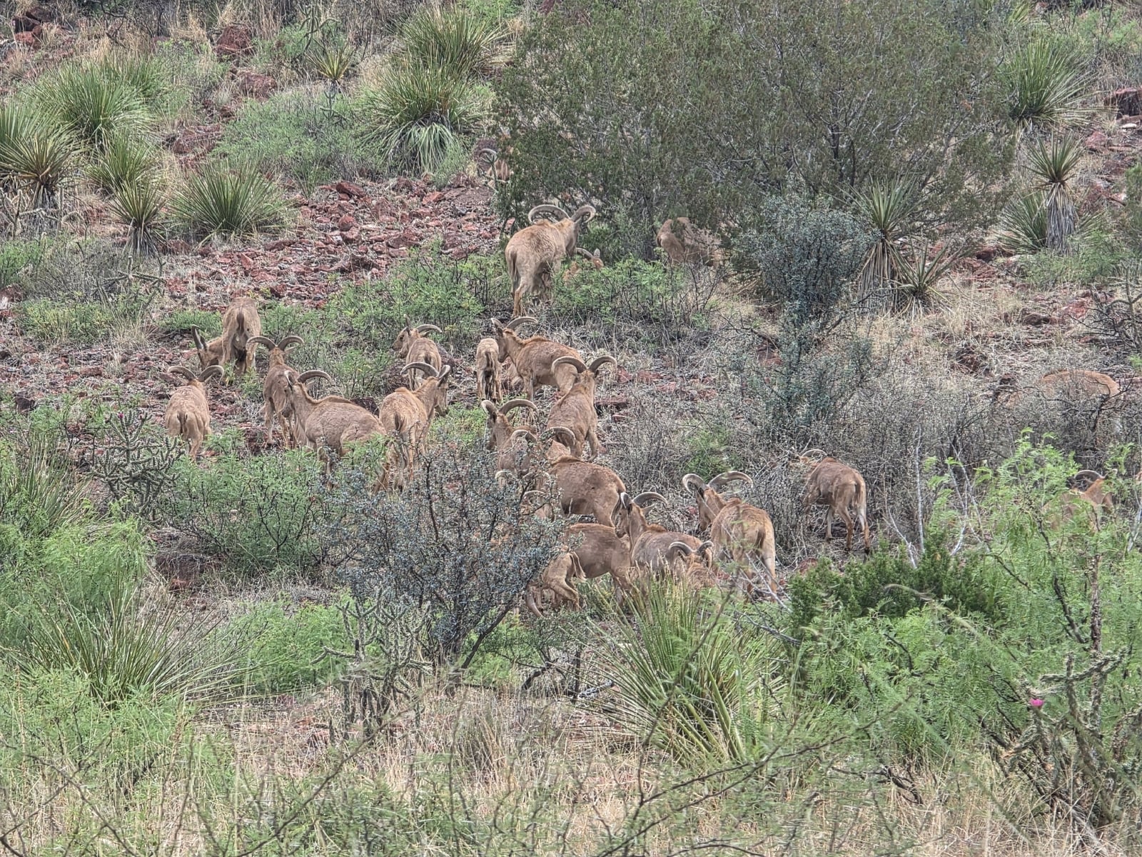 Large wild aoudad herd grazing a rocky yucca-studded hillside