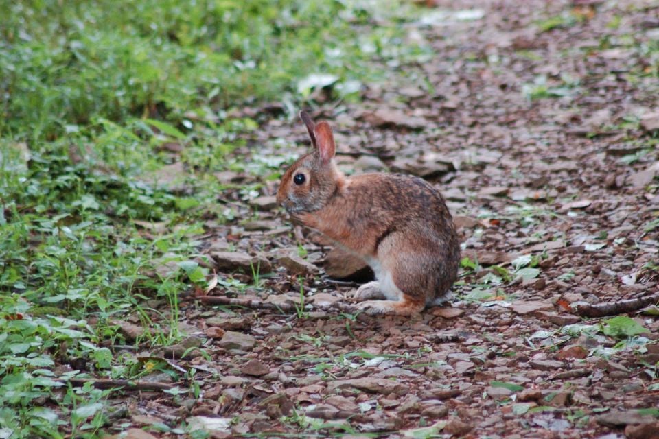 Appalachian Cottontail (Sylvilagus obscurus)