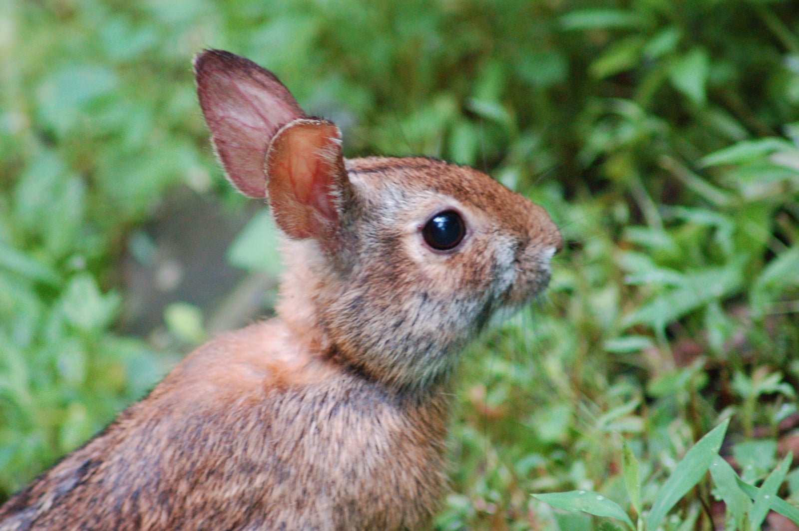 Appalachian Cottontail (Sylvilagus obscurus)