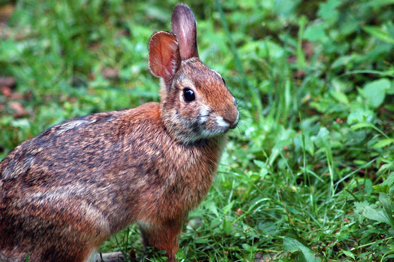 Appalachian Cottontail (Sylvilagus obscurus)