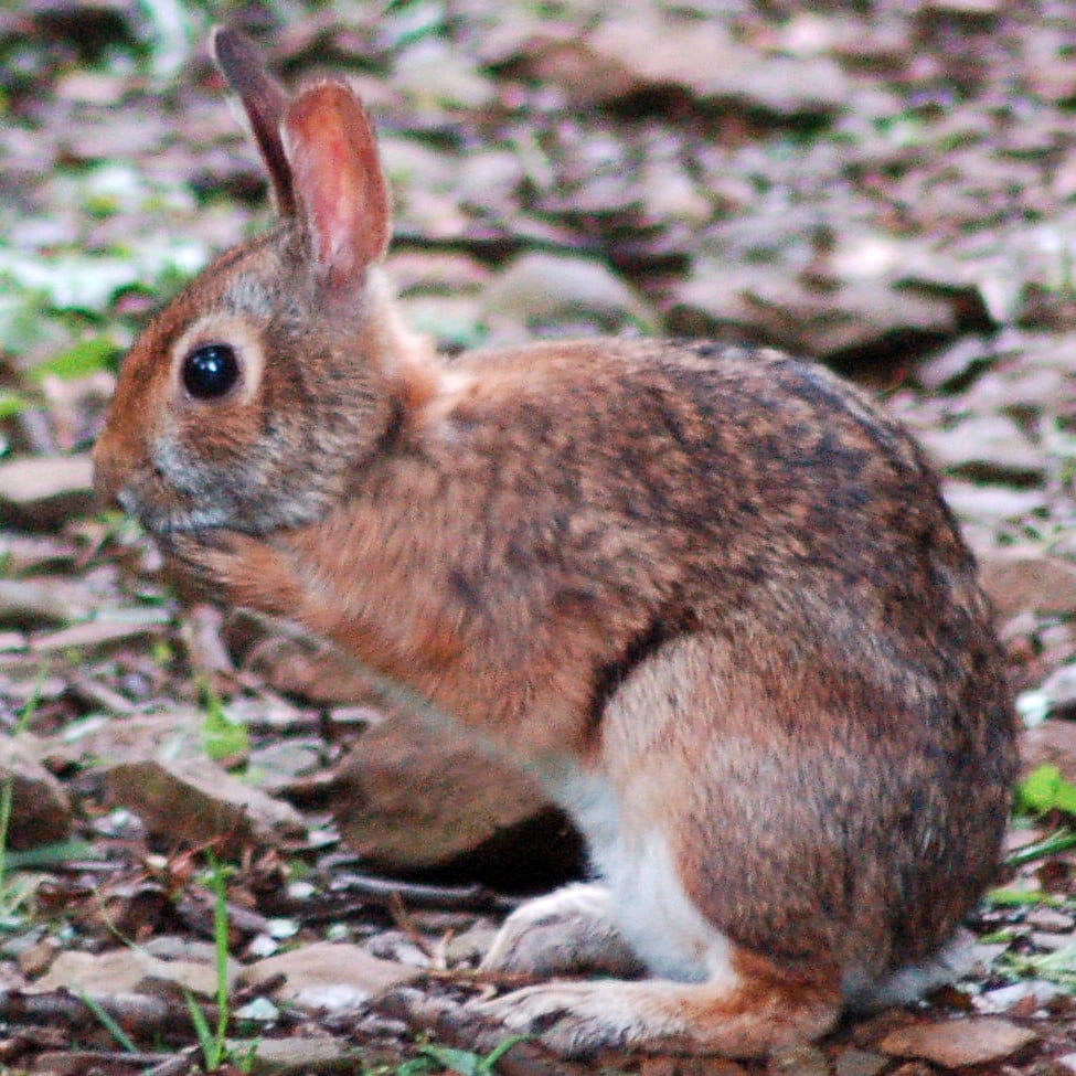 Sylvilagus obscurus 1 2
