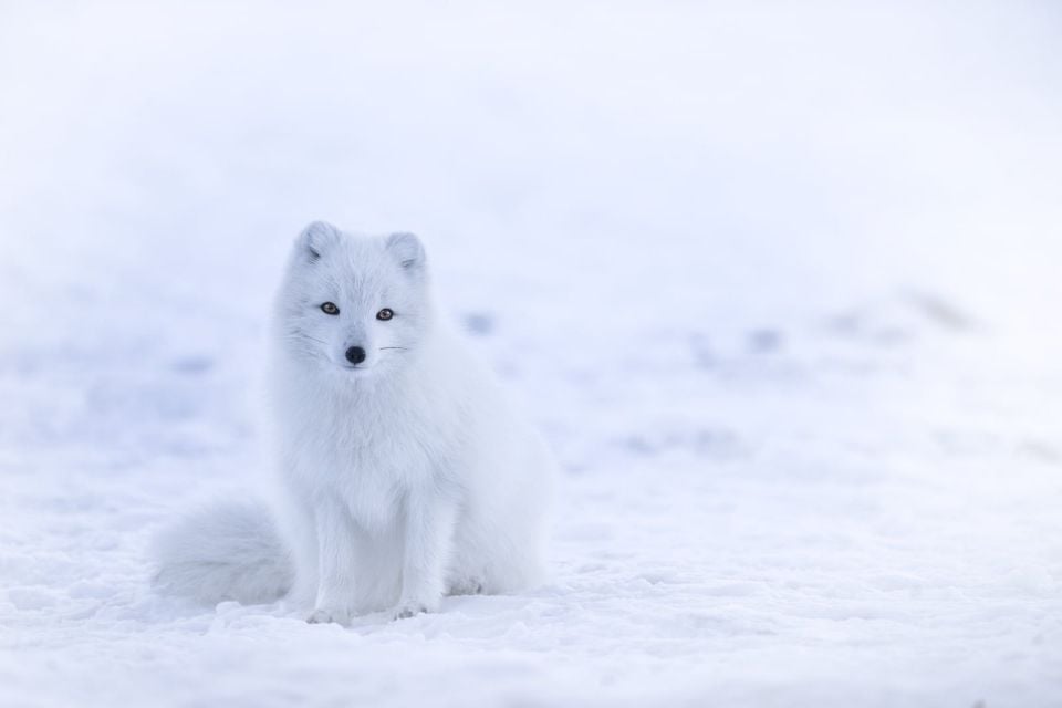 Vulpes lagopus in Iceland