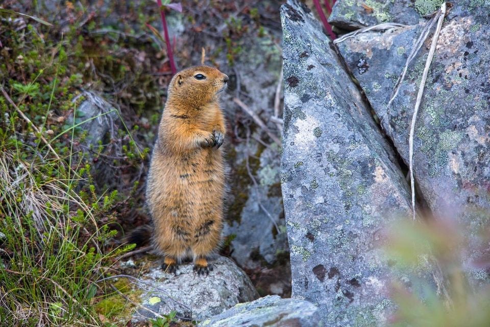 Arctic ground squirrel standing alert on a lichen-covered rock above a wide Denali tundra valley