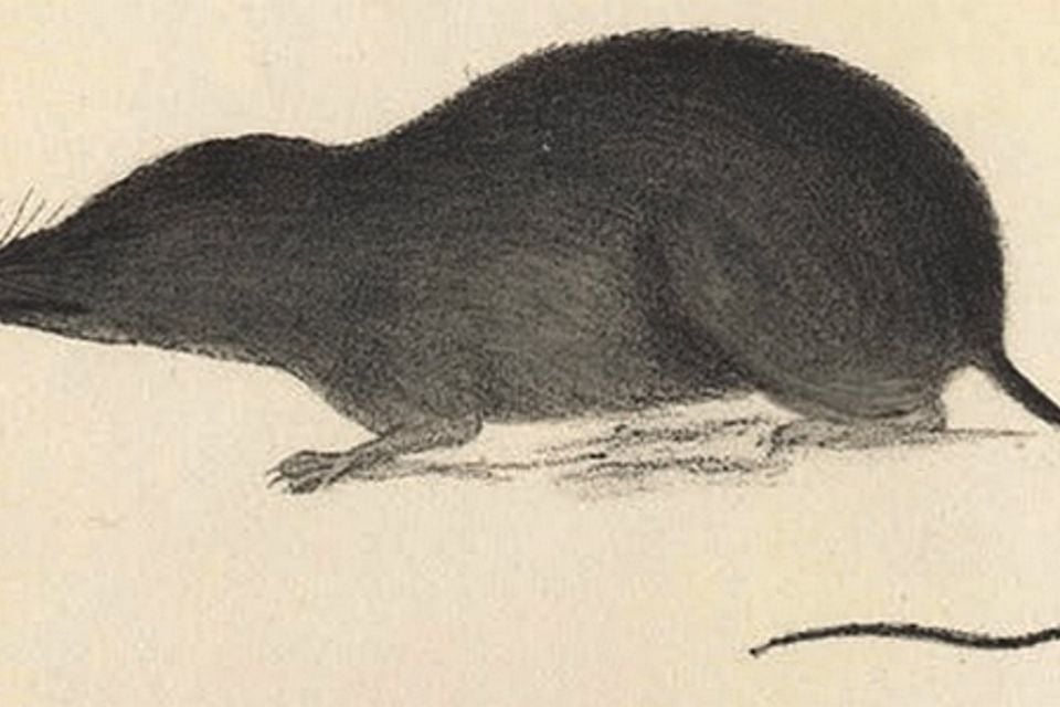 Sorex arcticus