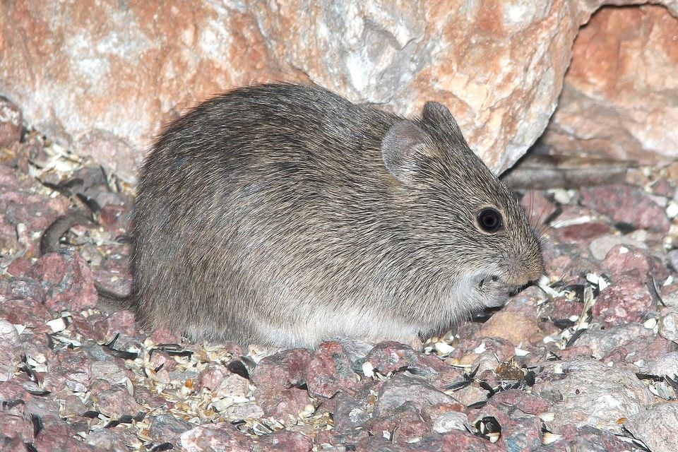 Arizona cotton rat standing in dry grass