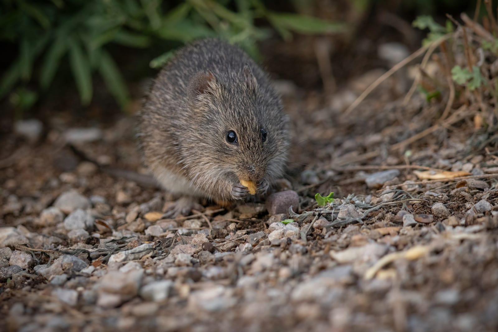 Arizona cotton rat standing in dry grass