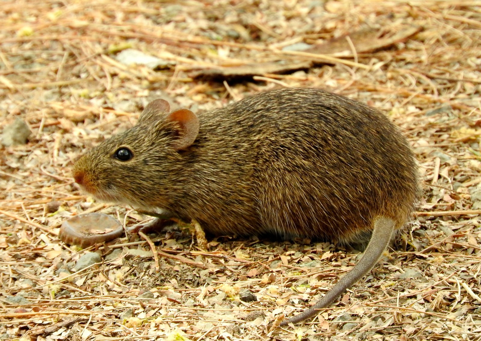 Arizona Cotton Rat (Sigmodon arizonae)