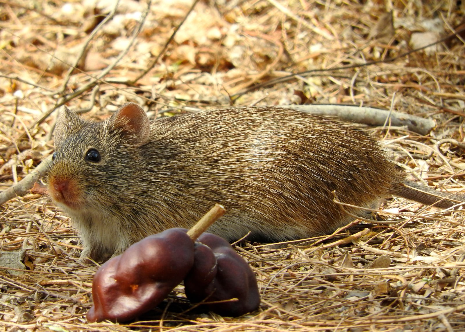 Arizona Cotton Rat (Sigmodon arizonae)