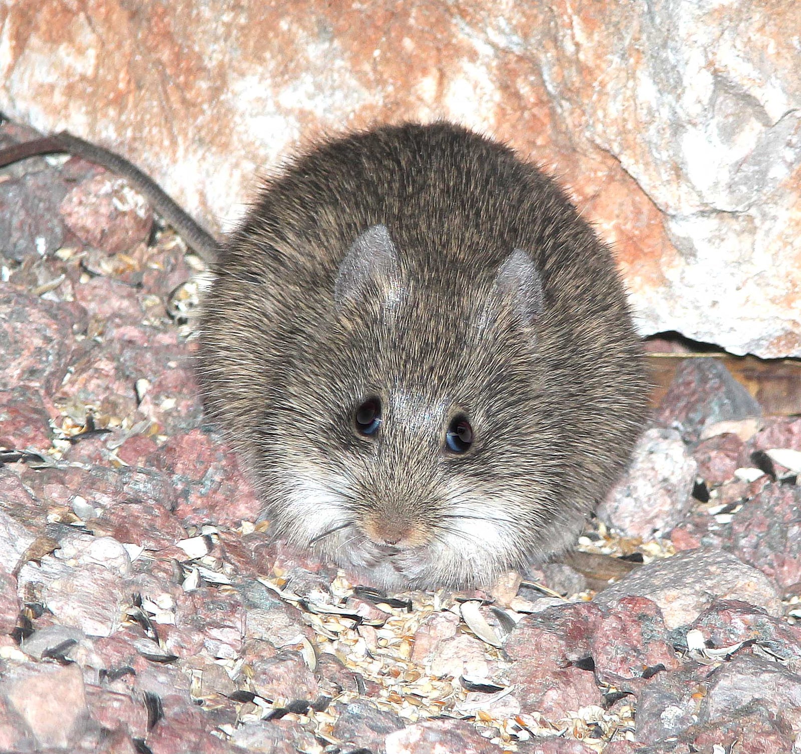 Arizona Cotton Rat (Sigmodon arizonae)