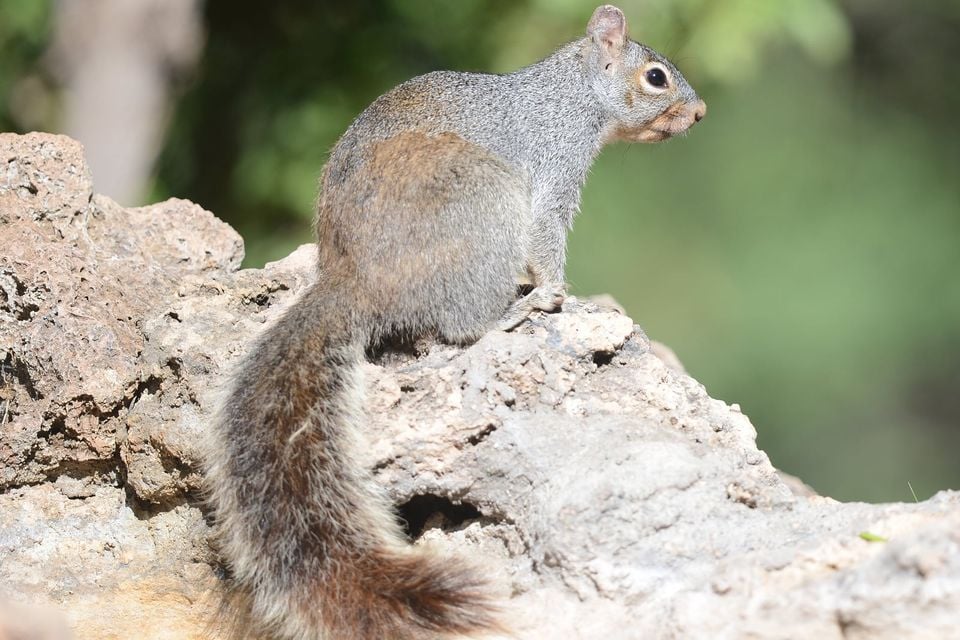 Arizona gray squirrel (Sciurus arizonensis) DSC 8001zzc