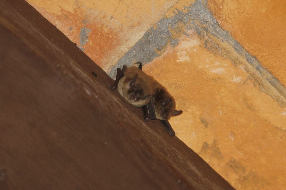 Arizona myotis roosting on stonework