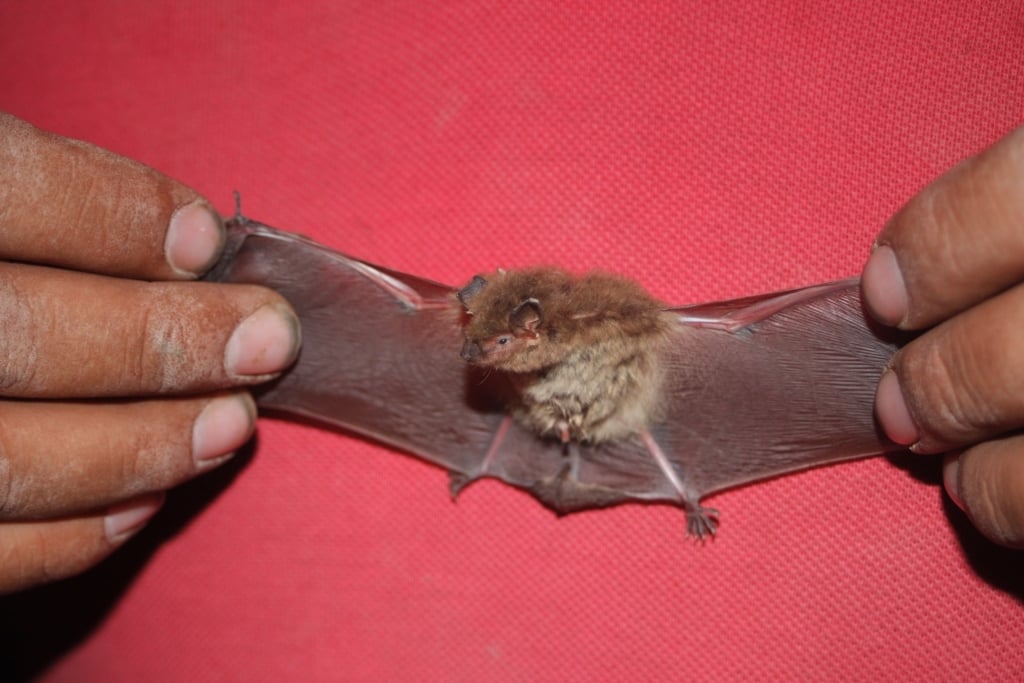 Arizona myotis with wing outstretched, held gently during a bat survey