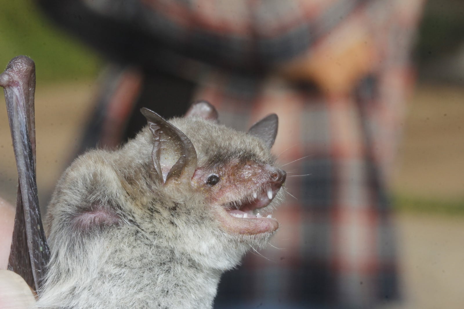 Arizona myotis face close-up with mouth open, showing small sharp teeth