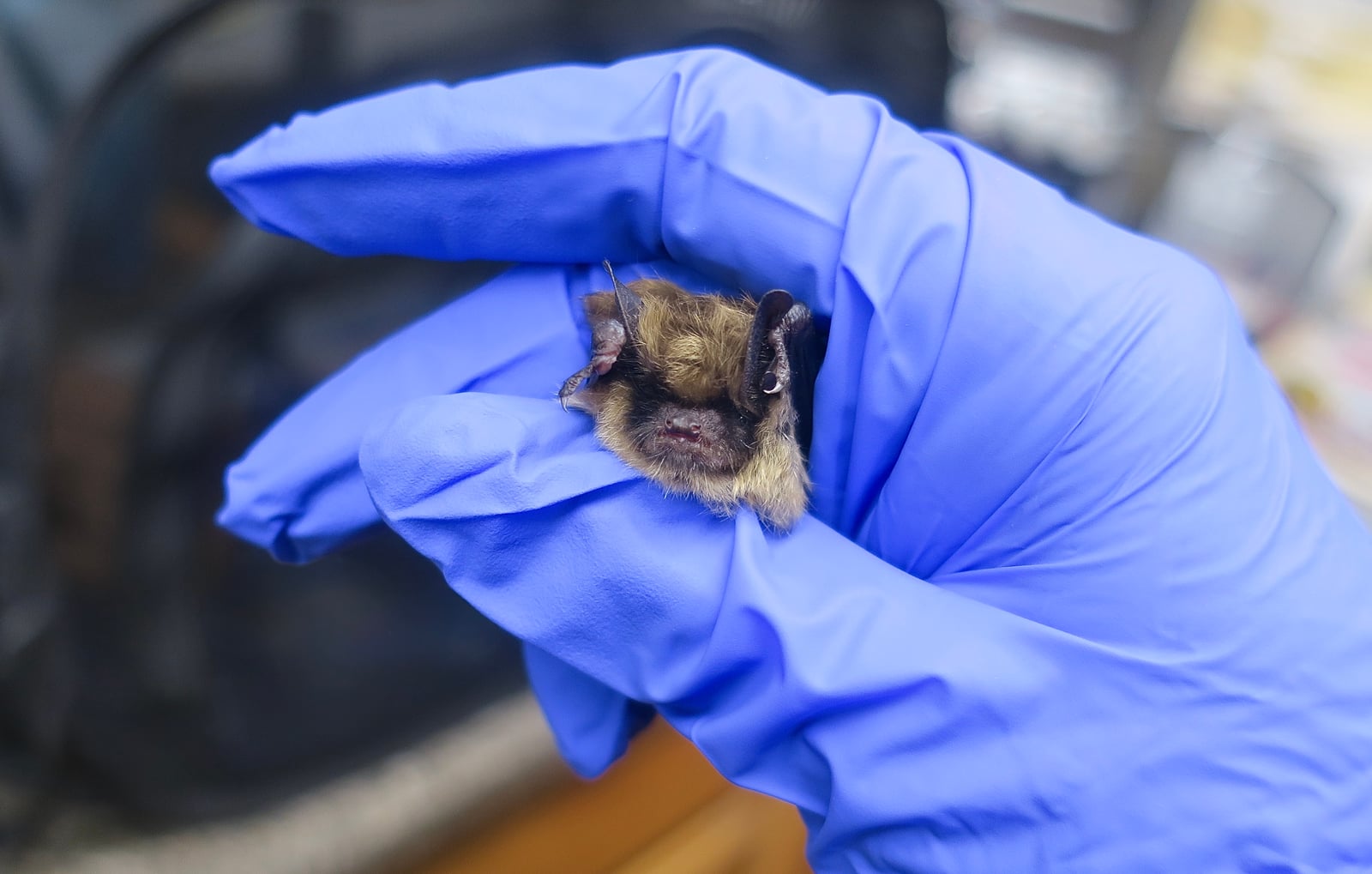 Arizona myotis held in a gloved hand during research handling
