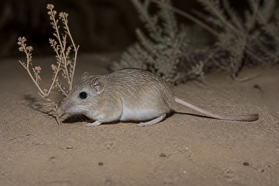 AI-generated image: Arizona pocket mouse paused on open desert sand at night. No public-domain photograph of this species exists. This image was generated with AI from verified reference material and reviewed by our editorial team for accuracy