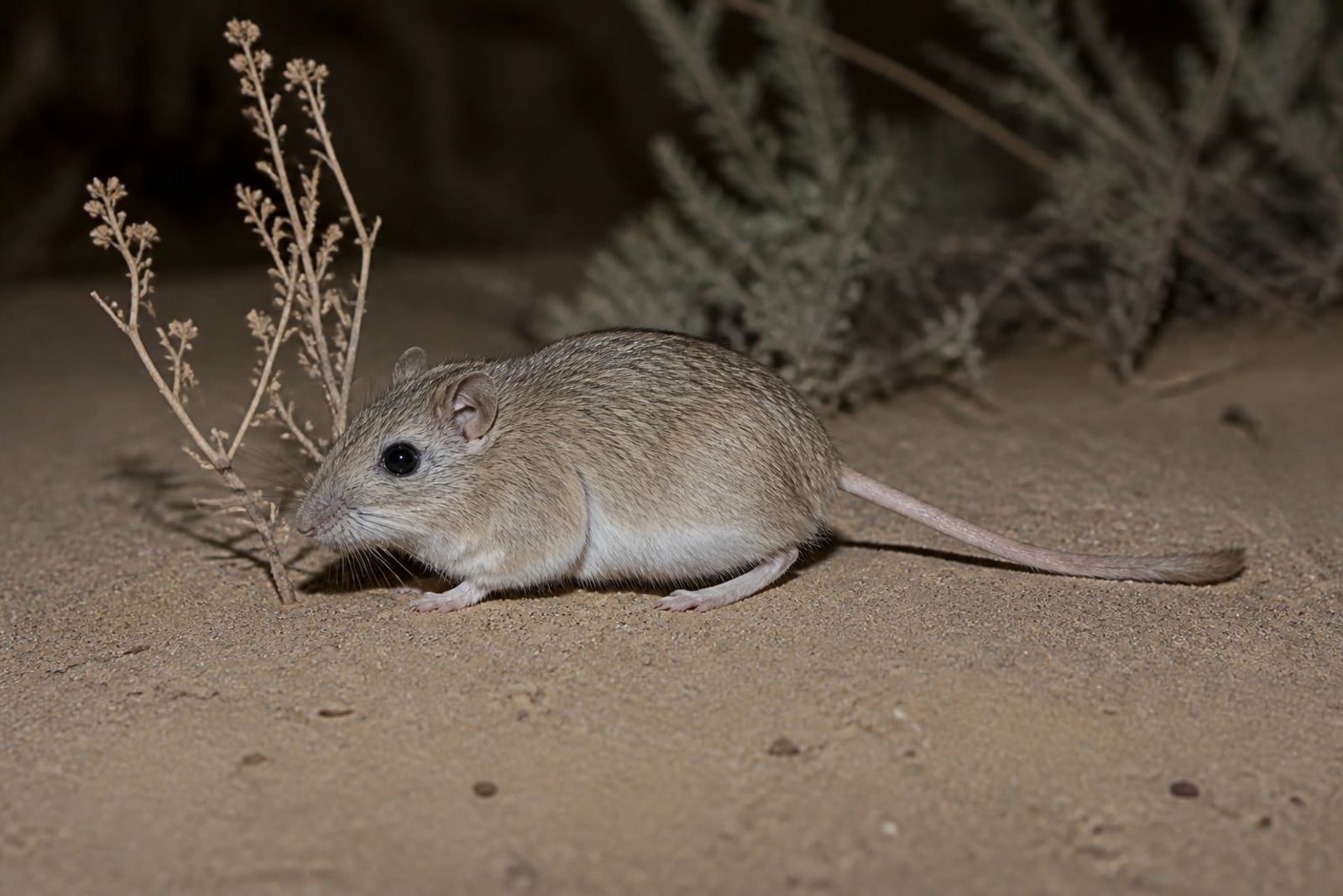AI-generated image: Arizona pocket mouse paused on open desert sand at night. No public-domain photograph of this species exists. This image was generated with AI from verified reference material and reviewed by our editorial team for accuracy