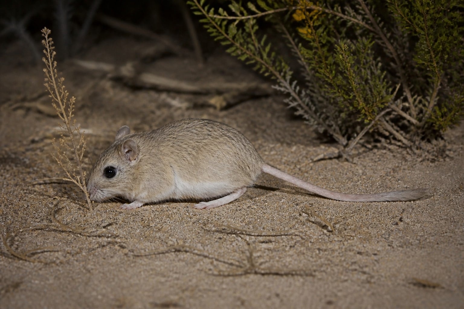 AI-generated image: Arizona pocket mouse foraging on open desert sand at night. No public-domain photograph of this species exists. This image was generated with AI from verified reference material and reviewed by our editorial team for accuracy