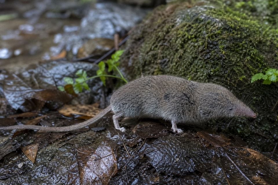 AI-generated image: Arizona shrew in side profile on wet leaf litter beside mossy log. No public-domain photograph of this species exists. This image was generated with AI from verified reference material and reviewed by our editorial team for accuracy