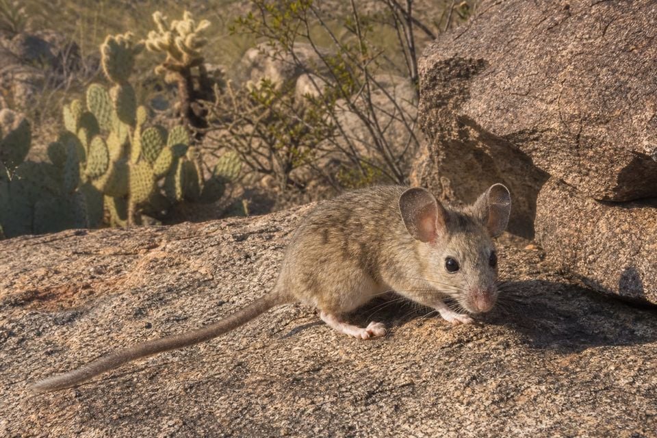 AI-generated image: Arizona Woodrat on granite boulder in Sonoran desert with prickly pear. No public-domain photograph of this species exists. This image was generated with AI from verified reference material and reviewed by our editorial team for accuracy