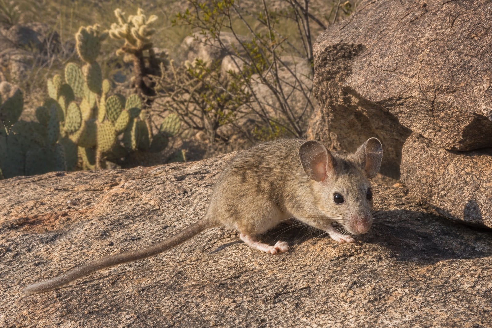 AI-generated image: Arizona Woodrat on granite boulder in Sonoran desert with prickly pear. No public-domain photograph of this species exists. This image was generated with AI from verified reference material and reviewed by our editorial team for accuracy