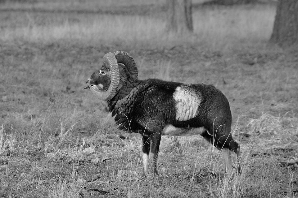 European mouflon