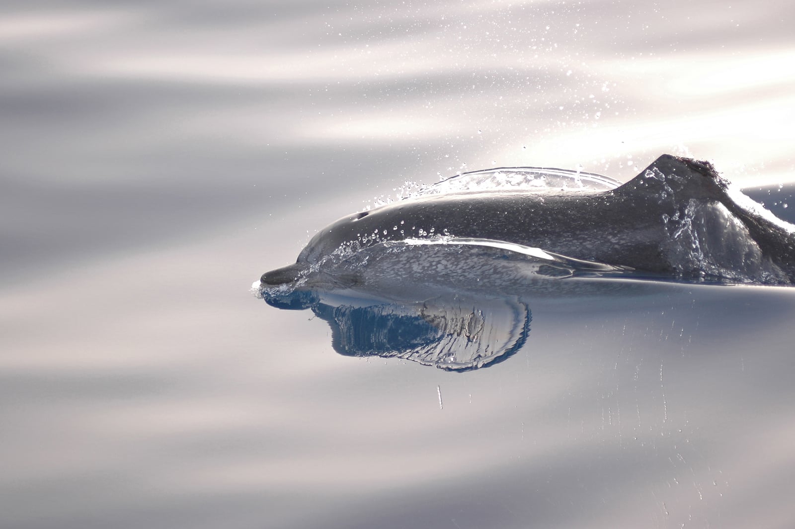 Atlantic spotted dolphin (Stenella frontalis)