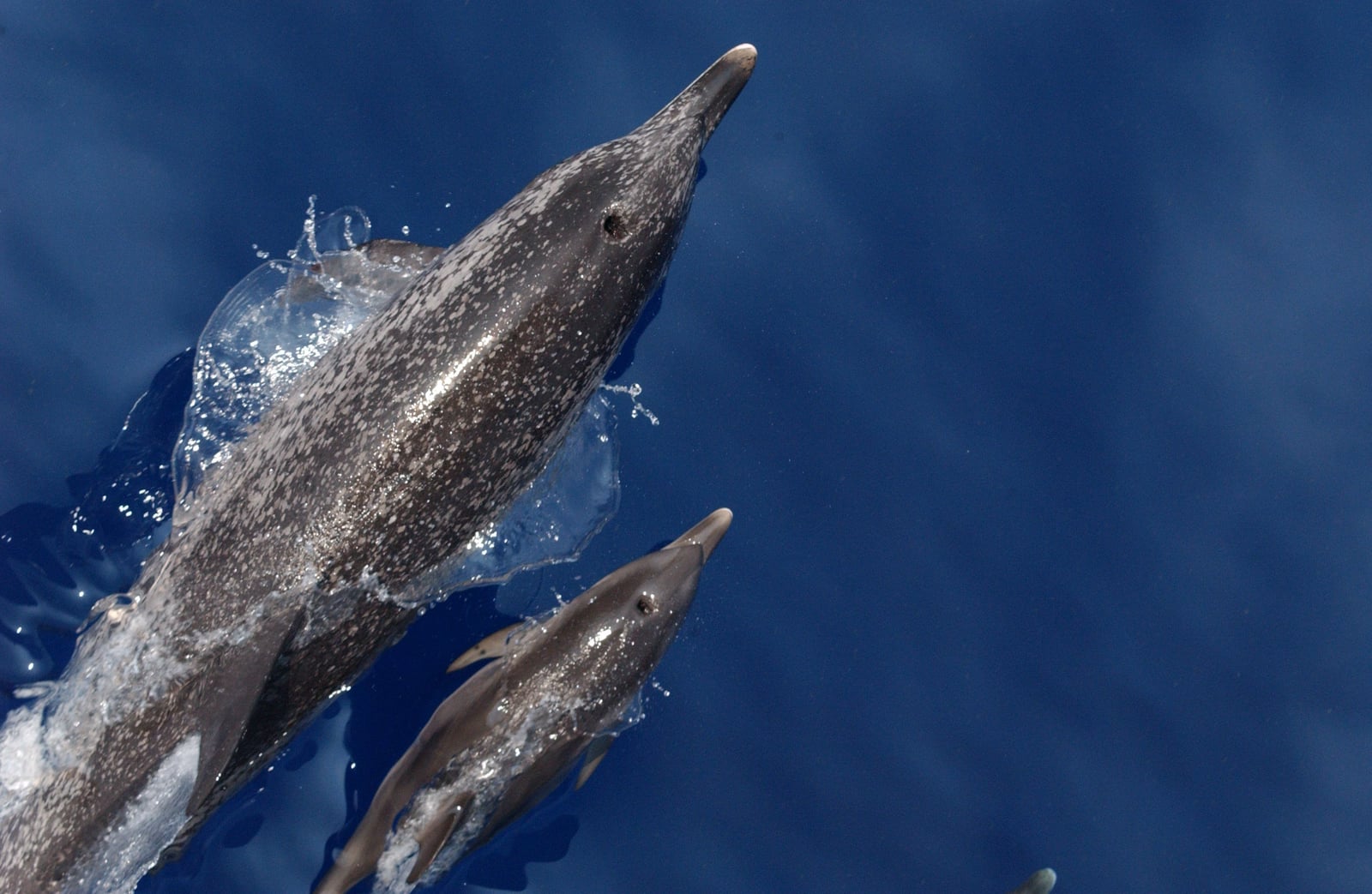 Atlantic spotted dolphin (Stenella frontalis)