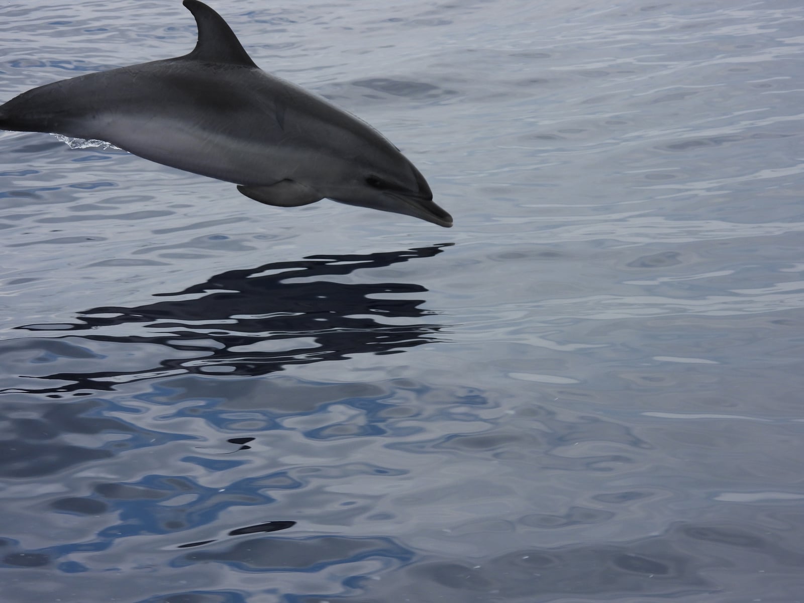 Atlantic Spotted Dolphin (Stenella frontalis)