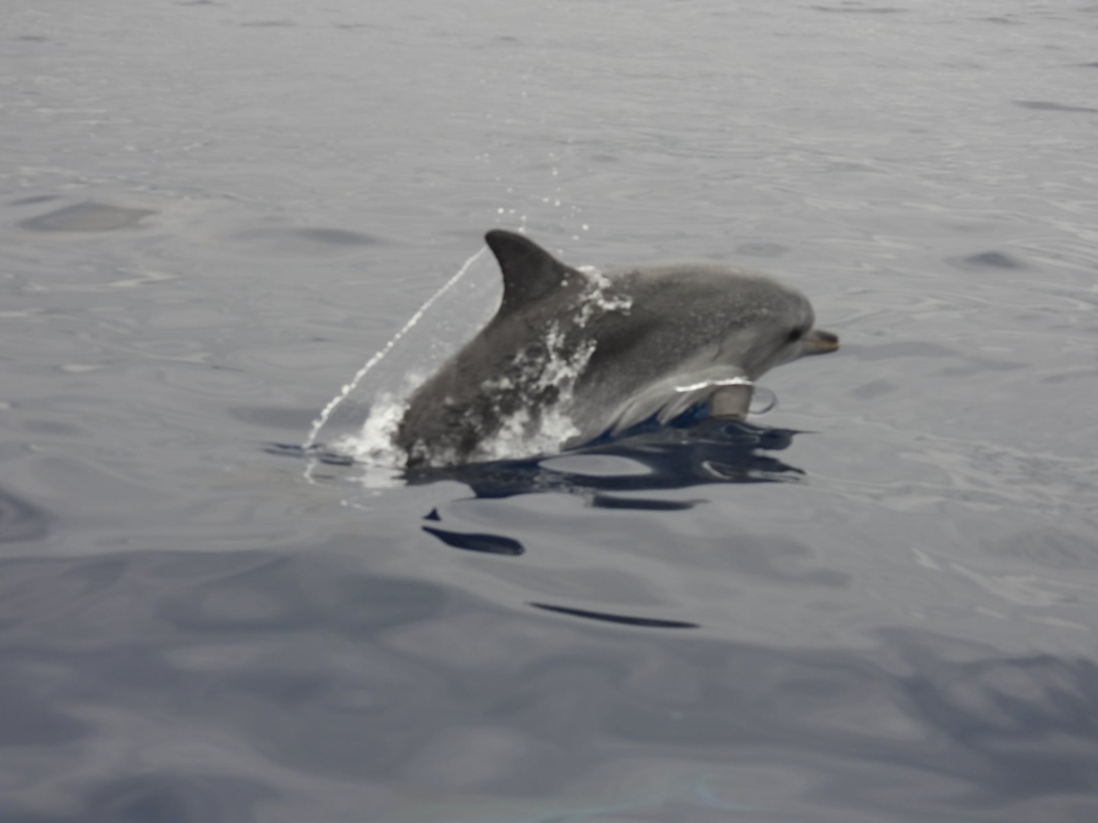 Atlantic Spotted Dolphin (Stenella frontalis)