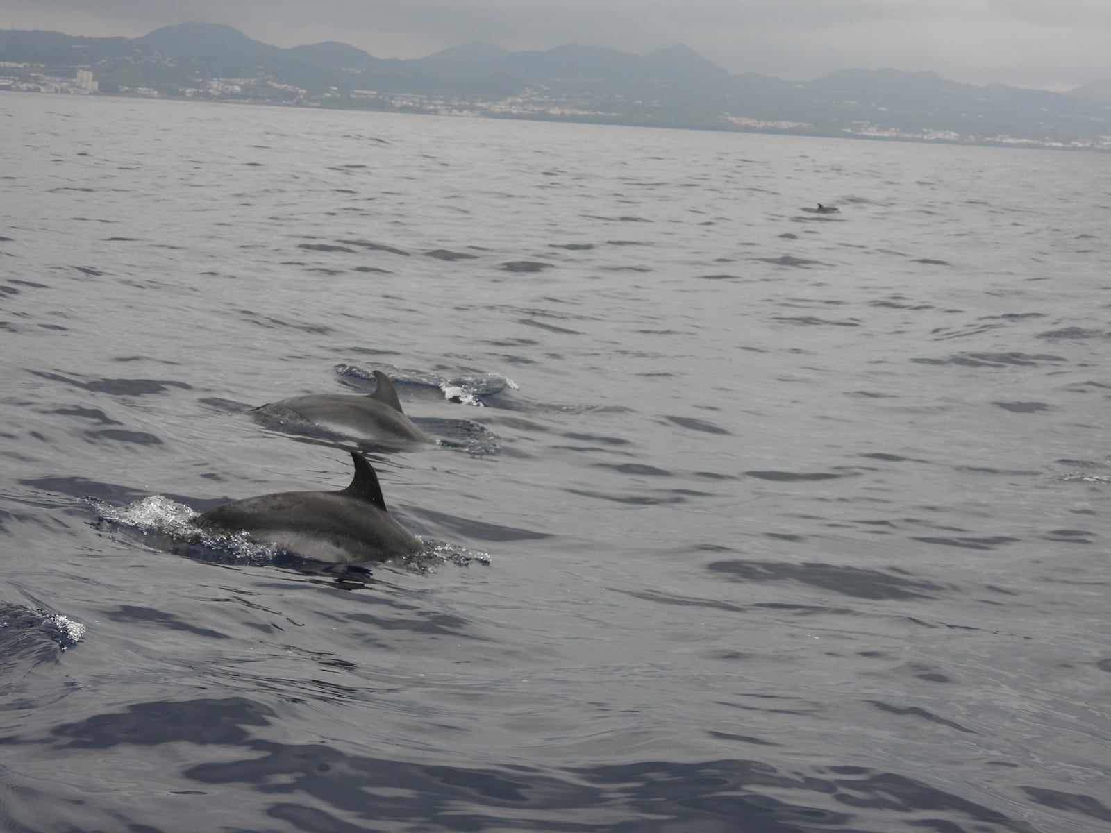 Atlantic Spotted Dolphin (Stenella frontalis)